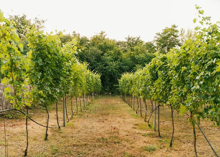 Auto Camp Matica Campingplads Podgorica