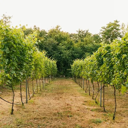 Auto Camp Matica Camping Podgorica